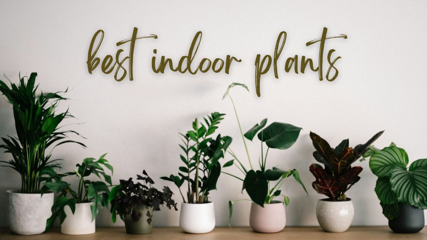 indoor plants banner